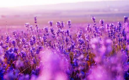 Top Places to See Flowers This Spring