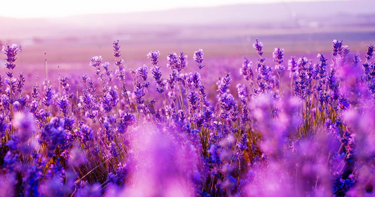 Lavender Field in the summer.
