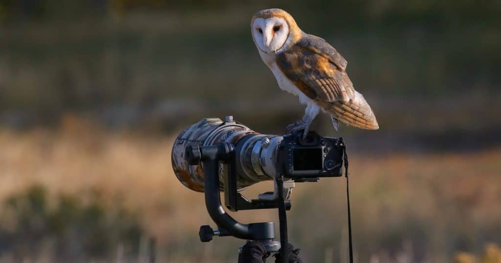 Barn owl in its natural habitat perched on the camera of a bird photographer