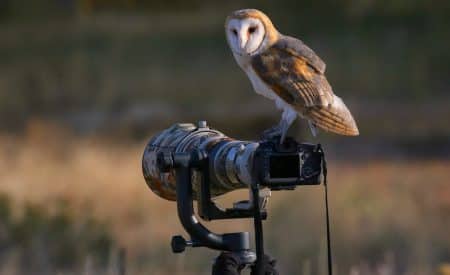 Scenic Bird Watching Destinations Ranked