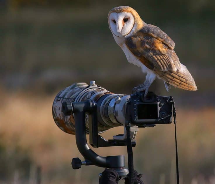 Nikon Best Camera For Bird And Wildlife Photography Wildlife