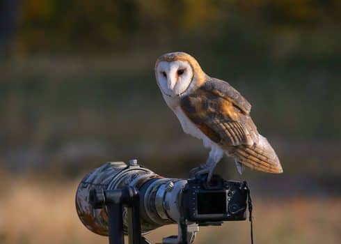 Barn owl in its natural habitat perched on the camera of a bird photographer