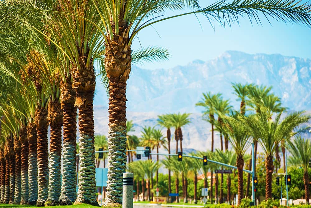 Palm trees in Palm Springs, CA--a top city for single seniors