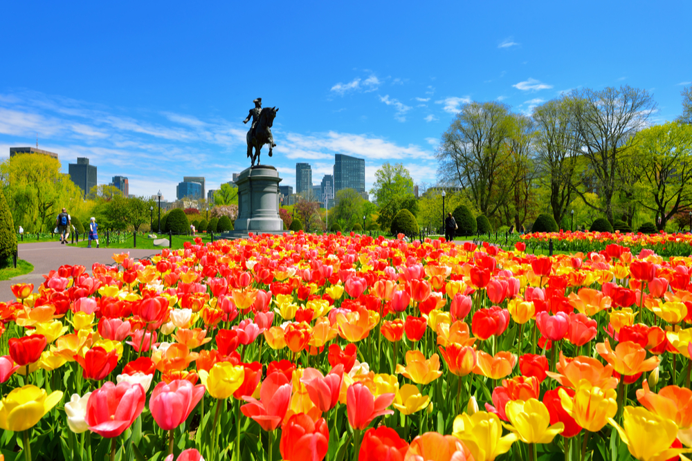 colorful tulips in Boston Public Garden