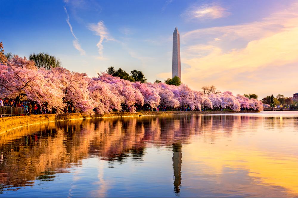 Washington DC, USA at the tidal basin with Washington Monument in spring season