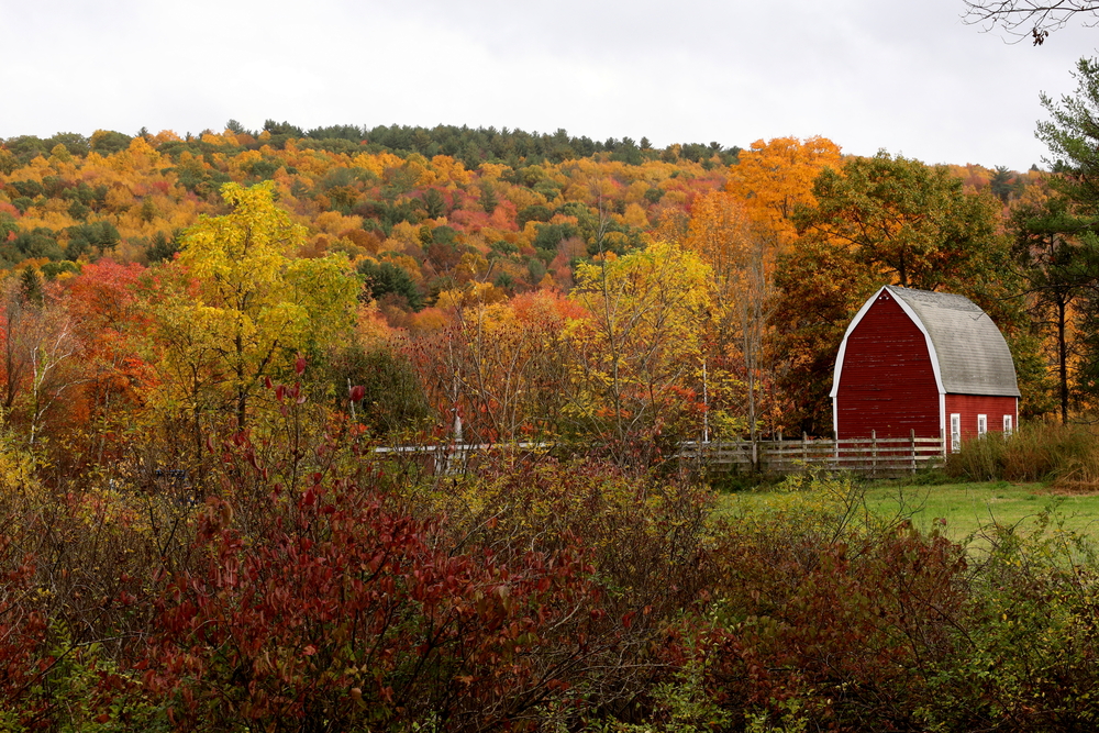 Barn in Connecticut set among fall leaves