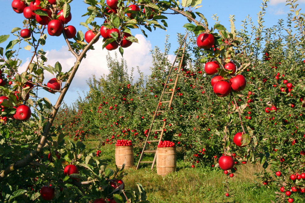 scenic apple orchard full or red apples in wisconsin