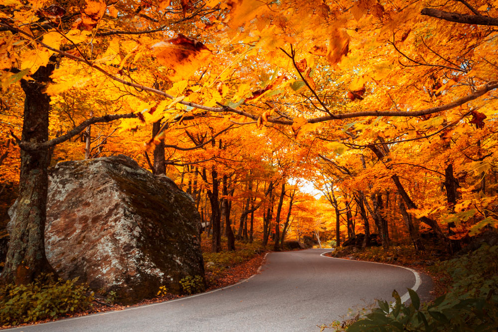 Fall leaves line a road winding through state park in Vermont during autumn