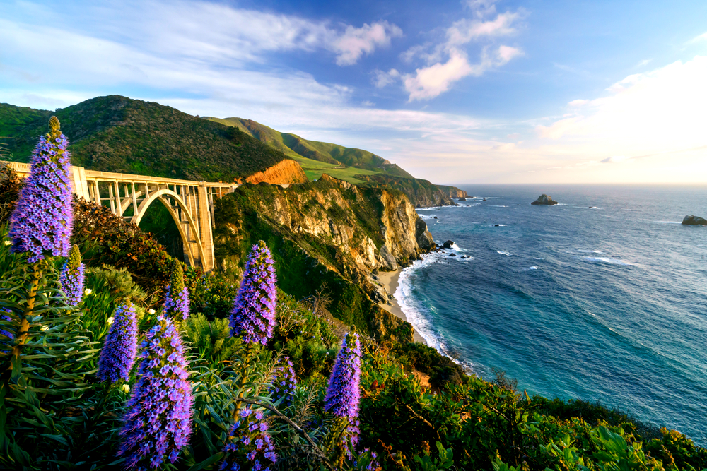 Blooming flowers at Bixby Bridge in big sur