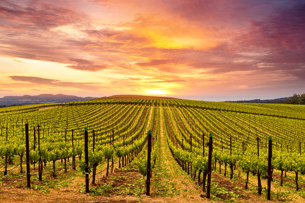 Beautiful Sunset Sky in Napa Valley Wine Country on Autumn Vineyards , Mountains